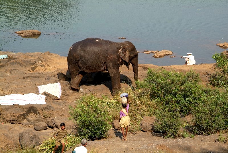 Maharashtra und Goa, Indien: Plötzlich stand da ein Elephant am Fluss