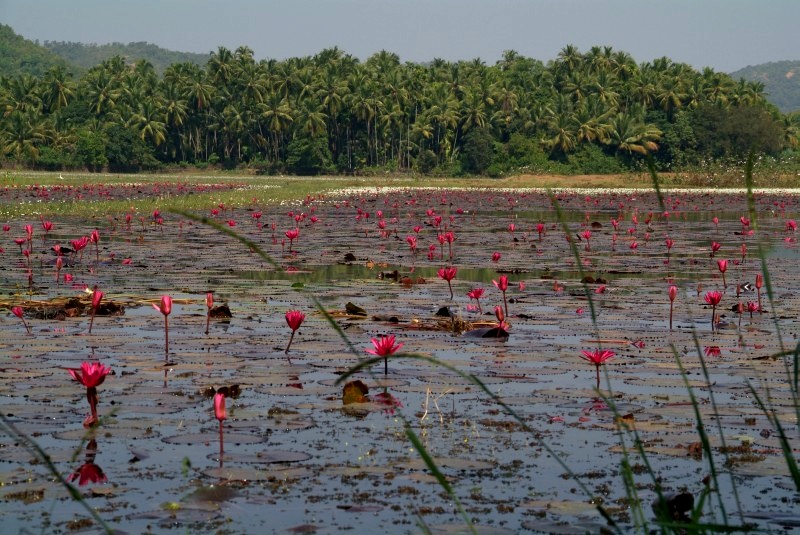 Maharashtra und Goa, Indien: Das hätte auch Monet malen können