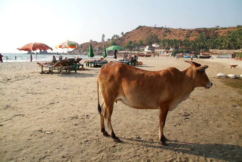Maharashtra und Goa, Indien: Kuh am touristischen Strand in Arambol