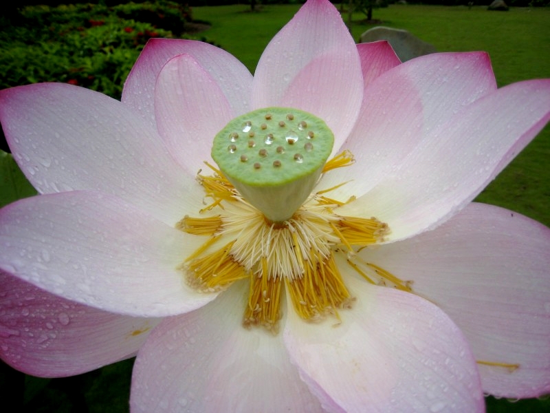 Jinghong, Yunnan, China: Botanischer Garten