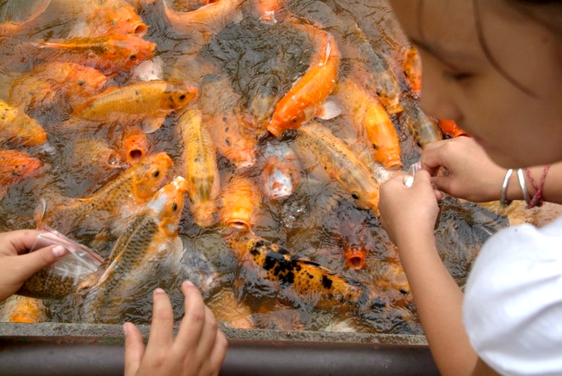 Jinghong, Yunnan, China: Fische im Botanischen Garten