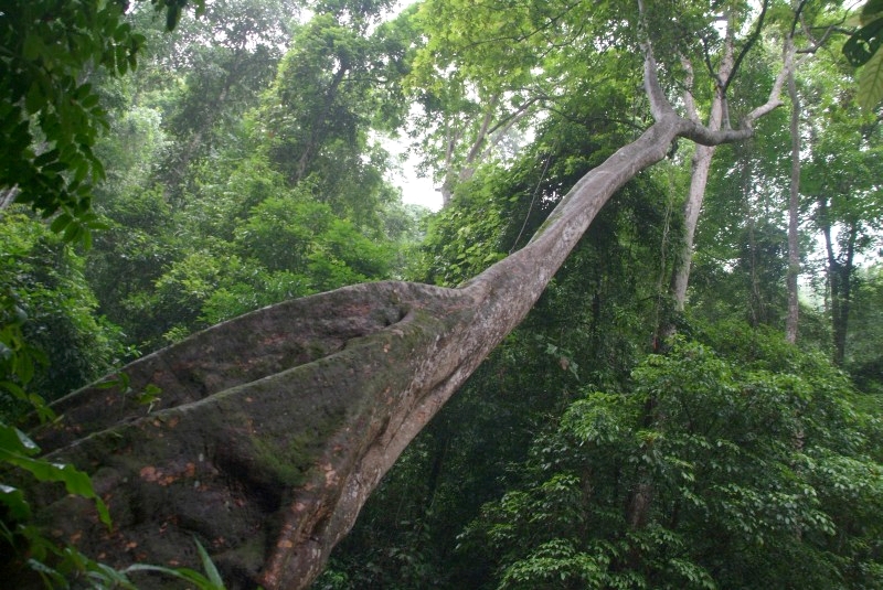 Jinghong, Yunnan, China: Hier gibt es noch ein bisschen Regenwald