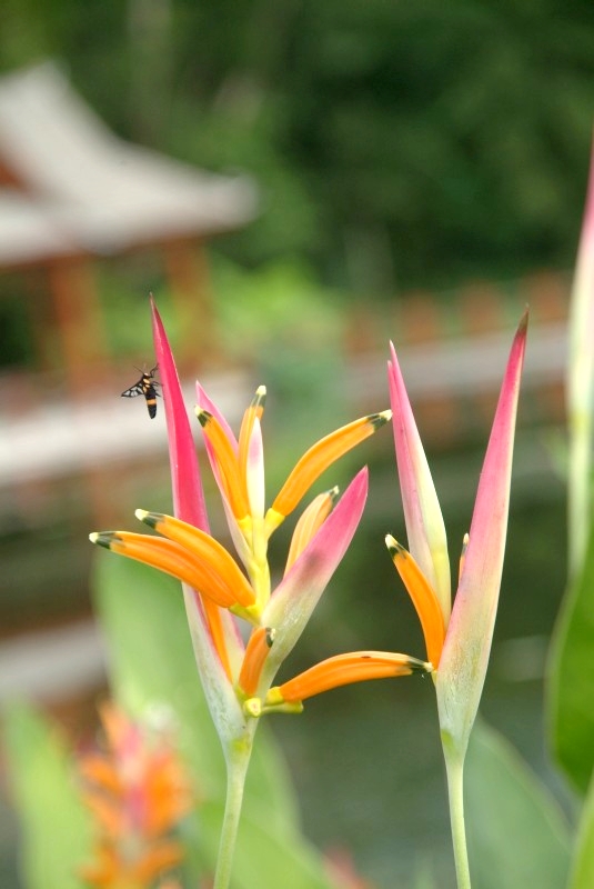 Jinghong, Yunnan, China: Insekt im botanischen Garten